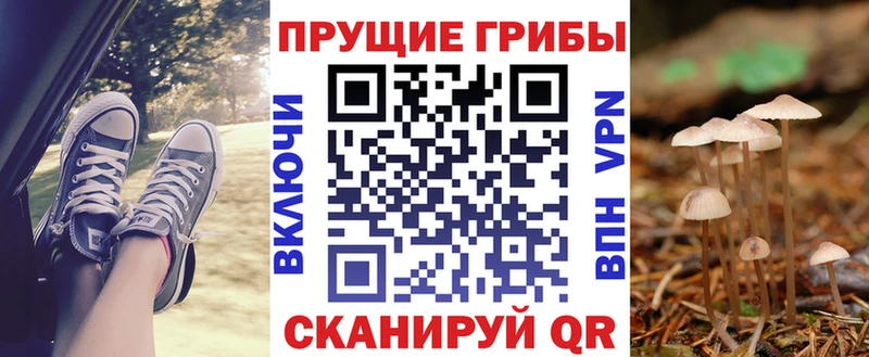 блэк спрут зеркало  цена   Сосновка  Галлюциногенные грибы Psilocybe 